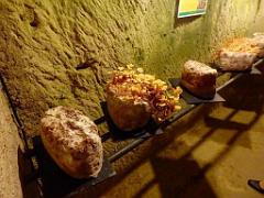 149 MUSEE DU CHAMPIGNON A  SAUMUR 2016 2_000026